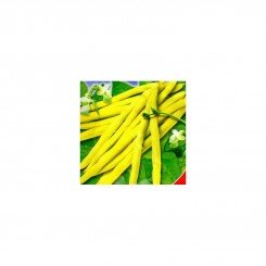 Чарівка насіння квасолі спаржевої (GL Seeds)