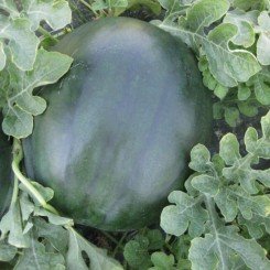 CRX 10041 F1 насіння кавуна раннього (Cora Seeds)