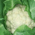 Дельта насіння капусти цвітної (Moravoseed)