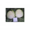 Динамо F1 насіння капусти білокачанної (Dorsing Seeds)