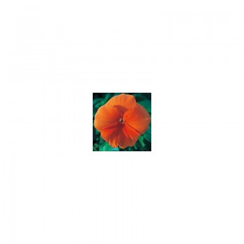 Династия Orange (оранжевая) семян фиалки (Kitano Seeds)