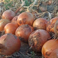 Докер F1 семян лука репчатого среднепозднего 105-110 дн. желтой (Lucky Seed)