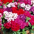 Флокс Друммонда суміш (mix) насіння (Moravoseed)