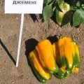 Джеміні F1 насіння перцю солодкого тип Ламуйо раннього подовж.куб. 200-250 гр. 13-16х8-9 см 3-4 камери. 7-8 мм зел./жовт.(Nunhe