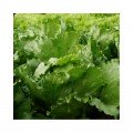 Едуардо Organic насіння салату тип Айсберг дражований (Enza Zaden/Vitalis)