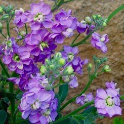 Эксельсиор фиолетовый (purple) семян левкоя (Hem Zaden)
