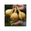 Эксибишн семян лука репчатого желтого (Bejo)
