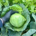 Ельза F1 (Експрес Болл F1/PL 6130 F1)насіння капусти білокачанної (Asia Seed)