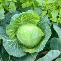 Ельза F1 (Експрес Болл F1/PL 6130 F1)насіння капусти білокачанної (Asia Seed)