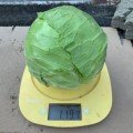 Ельза F1 (Експрес Болл F1/PL 6130 F1)насіння капусти білокачанної (Asia Seed)