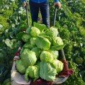 Ельза F1 (Експрес Болл F1/PL 6130 F1)насіння капусти білокачанної (Asia Seed)