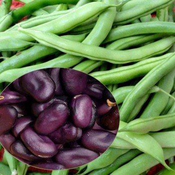 Екстра Грано Віолетта насіння боба (GL Seeds)