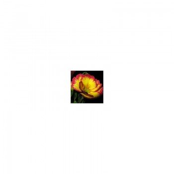 Эмилия Yellow / Rose Edge семена примулы (Kitano Seeds)
