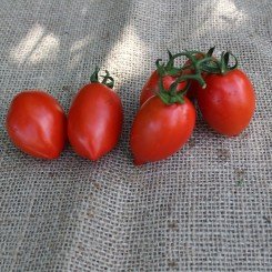 ЕС 9340 F1 (ES 9340 F1) семена помидора детерминантного (Ergon seeds)