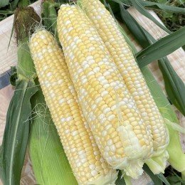 Эскорт F1 (ESB76F1) семена кукурузы суперсладкой Sh2 биколор (Lark Seeds)
