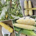 Ескорт F1 (ESB76F1) насіння кукурудзи суперсолодкої Sh2 біколор (Lark Seeds)