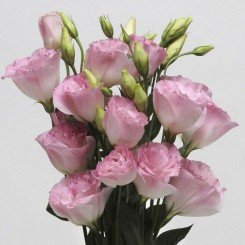 АВС 2 F1 розовый туман (Misty Pink) семян эустомы махровой (Pan American)