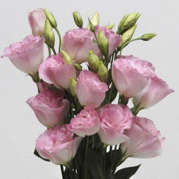 АВС 2 F1 розовый туман (Misty Pink) семян эустомы махровой (Pan American)