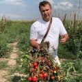 Альма F1 ЄС 2104 (EZ 2104) F1 насіння помідора детермінантного (LibraSeeds)