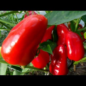 Фаршировочные семена перца сладкого (GL Seeds)