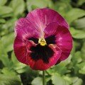 Фіно F1 Роуз фаєр (Rose Fire) насіння віоли (Syngenta)