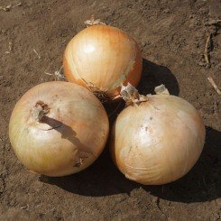 Фоккер F1 семян лука репчатого озимого (Cora Seeds)
