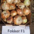 Фоккер F1 насіння цибулі ріпчастої озимої (Cora Seeds)