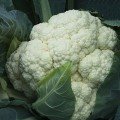 Фридом F1 семена капусты цветной (Seminis)