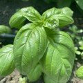 Грін Будинок насіння базиліка (Lark Seeds)