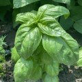 Грін Будинок насіння базиліка (Lark Seeds)