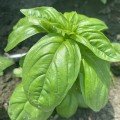 Грін Будинок насіння базиліка (Lark Seeds)