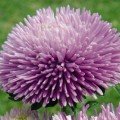 Гала лавандова (Lavander) насіння айстри голчастої (Benary)