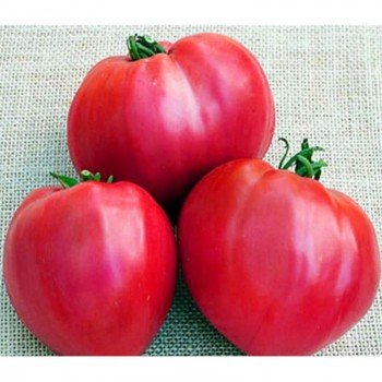 Гопак семена томата полудетерминантного (GL Seeds)
