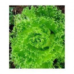 Гранд Рапидс семена салата тип Батавия (GL Seeds)