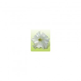 Ямамото Вайт (White) насіння петунії великоквіткової (Kitano Seeds)