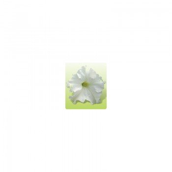 Ямамото Уайт (White) семена петунии крупноцветковой (Kitano Seeds)