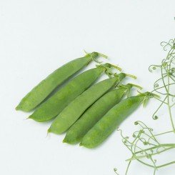 Идалго семян гороха овощного усатого (Syngenta)