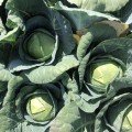 Індіана F1 насіння капусти білокачанної (Lark Seeds)