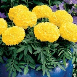 Інка 2 F1 жовті (yellow) насіння чорнобривців (Syngenta)