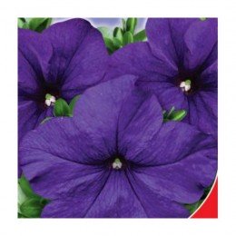 Изабелла F1 семена петунии (GL Seeds)