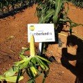 Камберленд F1 семена кукурузы суперсладкой Sh2 биколор (Clause)