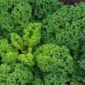 Капрал насіння капусти листової (Moravoseed)