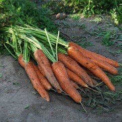 Карамельная красота семян моркови