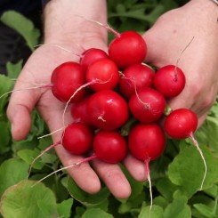 Касто F1 (Kasto F1) семена редиса 25-30 дн. (Soto Seeds)
