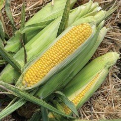 Хайглоу F1 насіння кукурудзи суперсолодкої Sh2 (Syngenta)