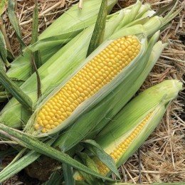Хайглоу F1 насіння кукурудзи суперсолодкої Sh2 (Syngenta)