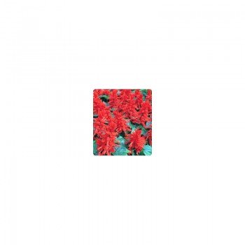 Хитоми Red (красная) семян сальвии блестящей (Kitano Seeds)