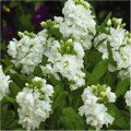 Хот Кейк білий (white) насіння левкоя (Pan American)