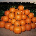 Ховін F1 насіння гарбуза середньої 110 днів. 8-9 кг (Soto Seeds)