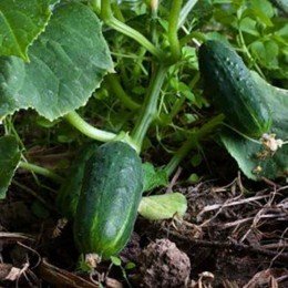 Китайський ельф насіння огірка бджолозапилюваного (GL Seeds)